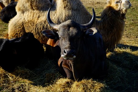 Horns concerns rest