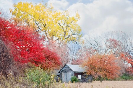 Shack shed cabin photo