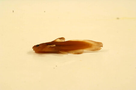 Noturus insignis-1