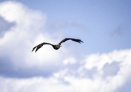 Eagle in Flight at George Meade Wildlife Refuge photo