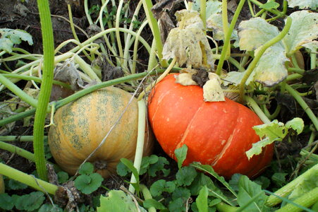 vegetable pumpkin