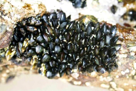 Dark phylum 