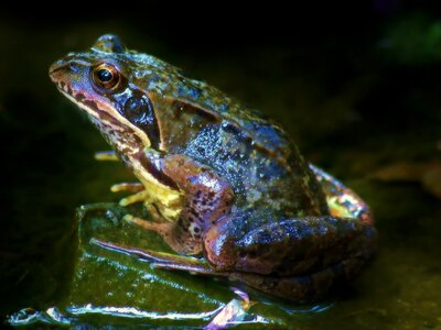 Pond water nature