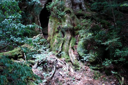 Trunk root wood