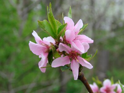 Flower spring peach blossoms photo