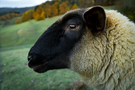 Closeup Sheep Farm photo