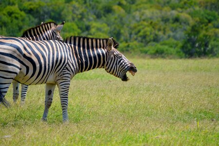 Wildlife wild africa photo