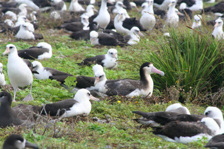Female Short-tailed Albatross Incubating Her Egg photo