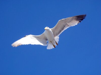 Bird seagull flying