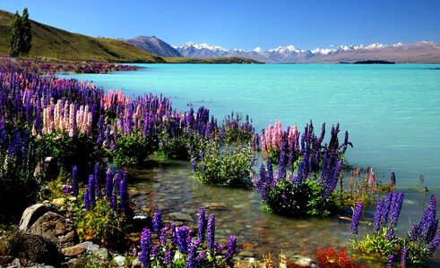 Tropical Flowers Sea Free Photo