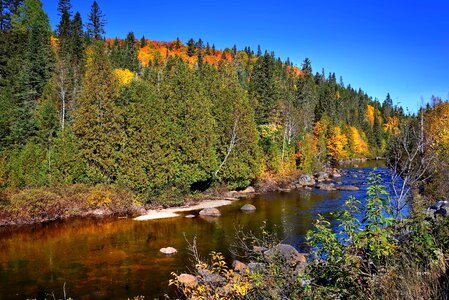 Autumn coast conifer