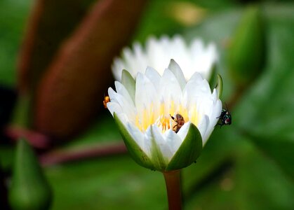 Beautiful Flowers beautiful image beautiful photo