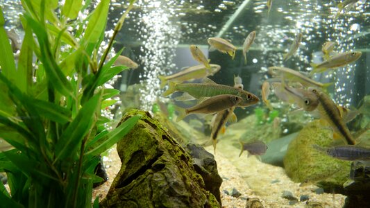 Fish aquarium tropical fish photo