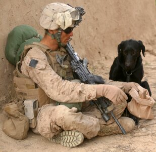 Service military canine