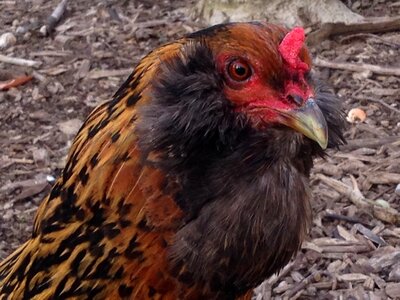 Chicken farm bird photo