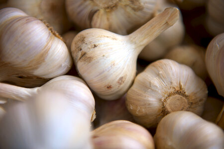 White Onions photo