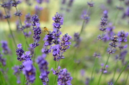 Lavender flowers flying bee plant photo