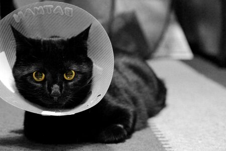 Cone collar elizabethan collar photo