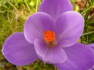 Close up macro flowers photo