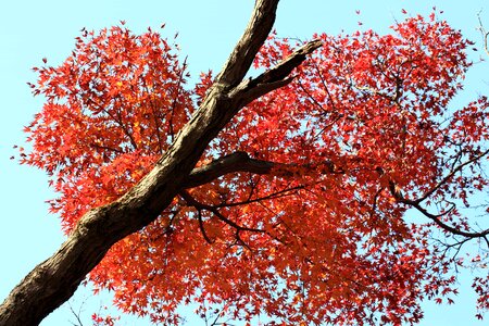 Autumn autumn season branch