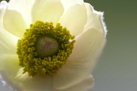 Anemone beautiful beautiful flowers