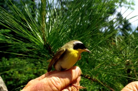 Bird Geothlypis trichas 
