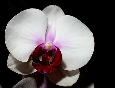 Bloom blossom botany