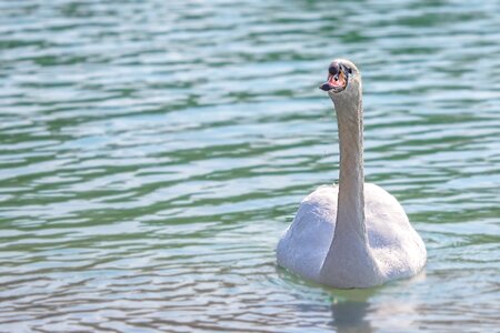 Lake feather water bird