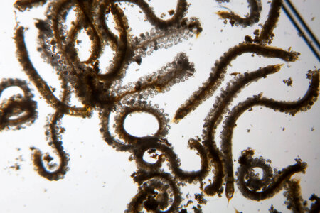 Freshwater mussel conglutinates-1