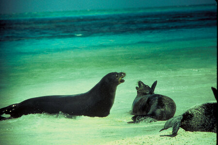 Hawaiian monk seals photo