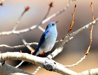 Mountain Bluebird-1