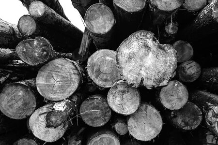 Black And White lumber monochrome photo