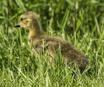Gosling in the grass photo