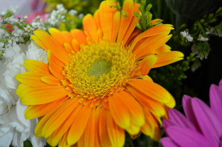 Orange Yellow Daisy photo
