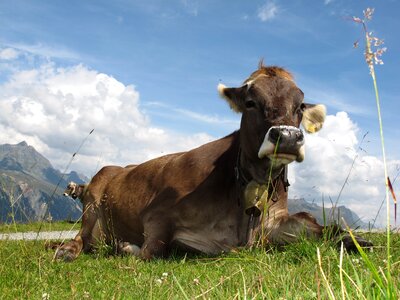 Graze dairy cows alm photo