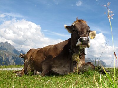 Graze dairy cows alm