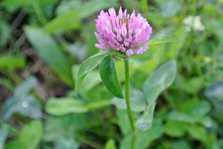 Grass flower meadow green