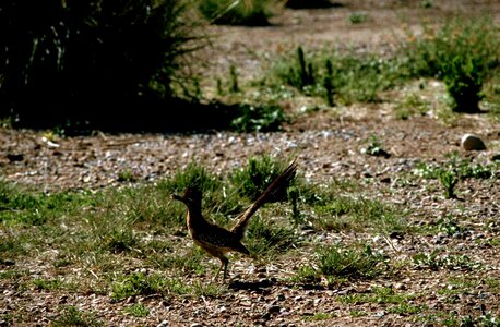 Bird Geococcyx cuckoos running