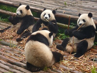 Red panda zoo nature