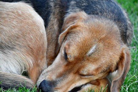 Hunting Dog sleeping dog photo