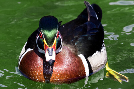 Wood duck in the water