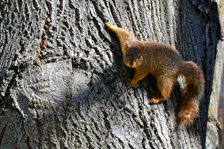 Squirrel hanging onto the tree photo