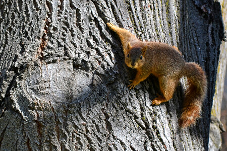 Squirrel hanging onto the tree