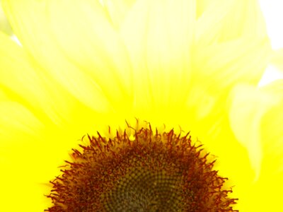 Macro sunflower photo