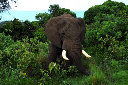 Animals mammals big