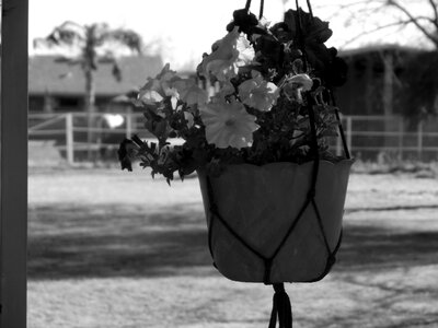 Flowerpot patio bloom