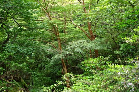 Green forest rainforest