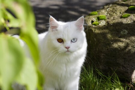 Sweet dear persian cat photo