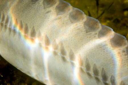 Pallid Sturgeon-13