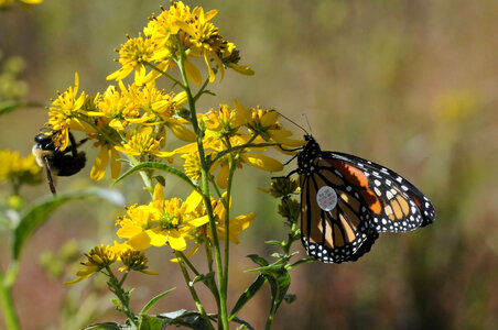 Monarch butterfly-8 photo